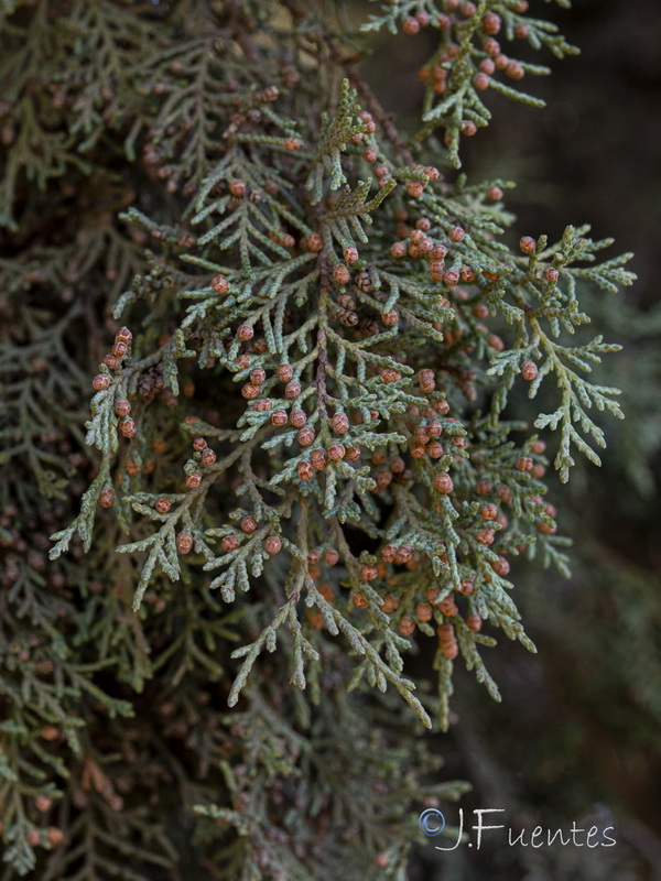 Juniperus thurifera.24