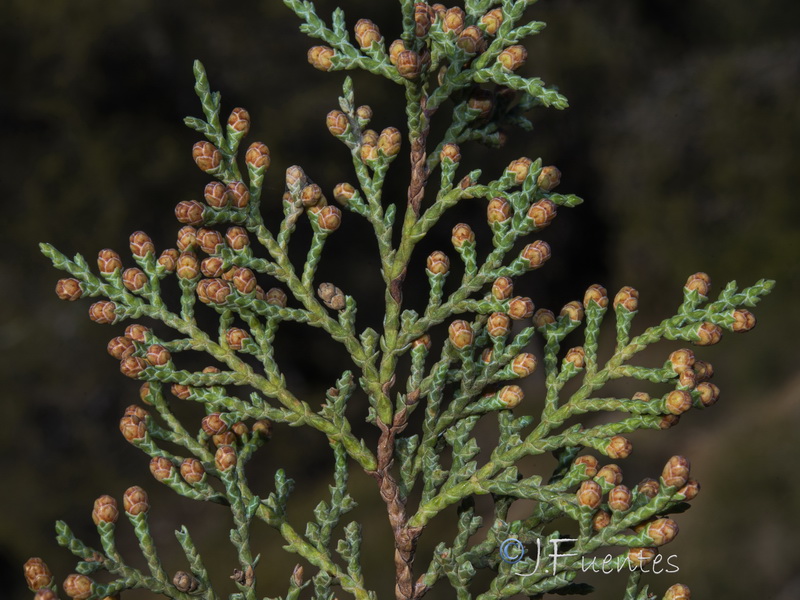 Juniperus thurifera.34