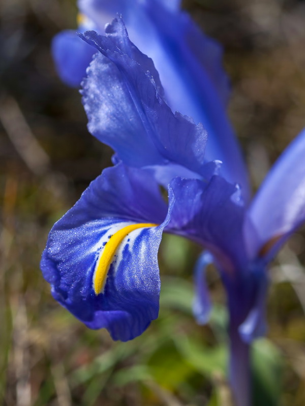 Iris planifolia.11