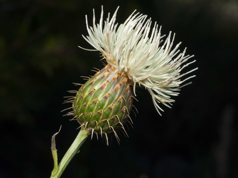 Klasea favescens leucantha.20