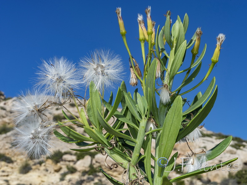 Kleinia anteuphorbium.03