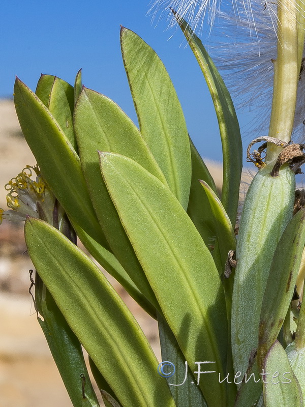 Kleinia anteuphorbium.04