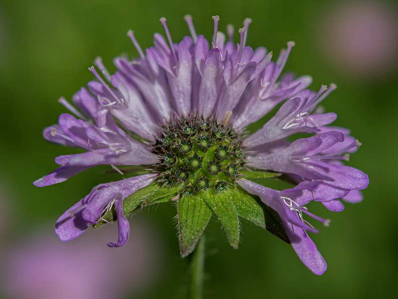 Knautia nevadensis.43