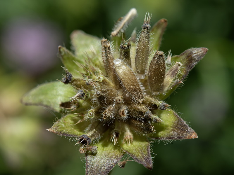 Knautia nevadensis.44