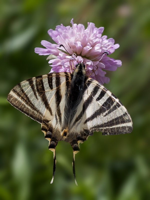 Knautia nevadensis.46