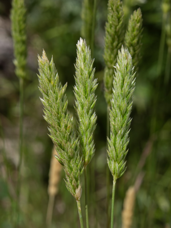 Koeleria dasyphylla nevadensis.11