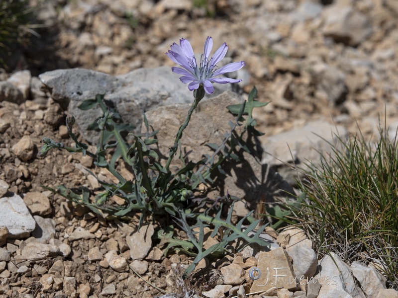 Lactuca perennis perennis.01