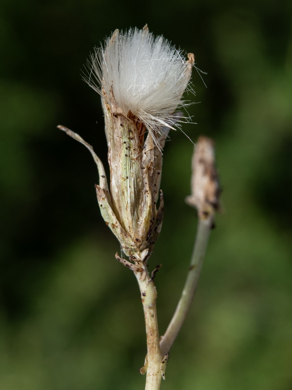 Lactuca perennis granatensis.17