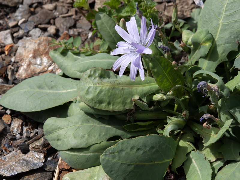 Lactuca perennis granatensis.27