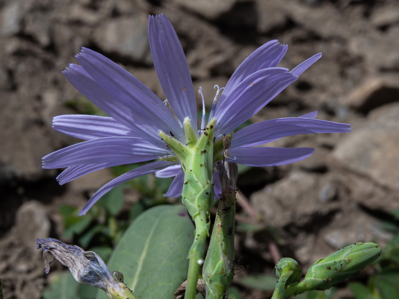 Lactuca perennis granatensis.28