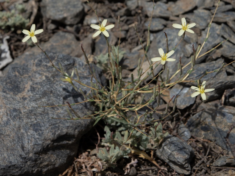 Lactuca viminea.14