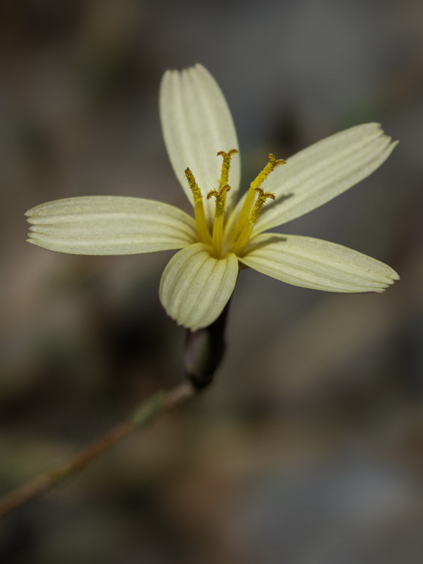 Lactuca viminea.15