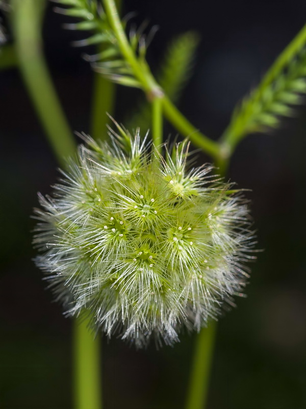 Lagoecia cuminoides