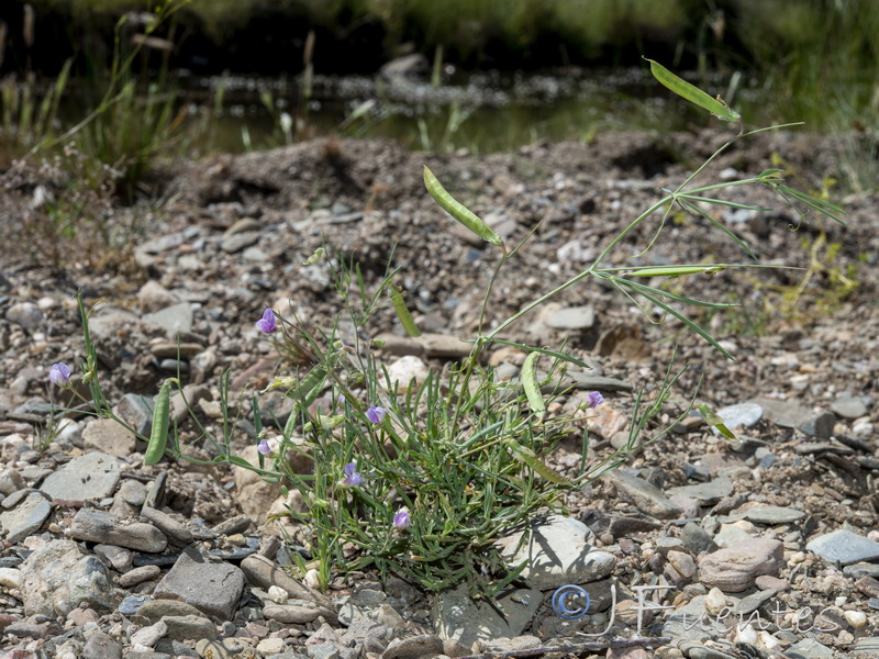 Lathyrus angulatus.22