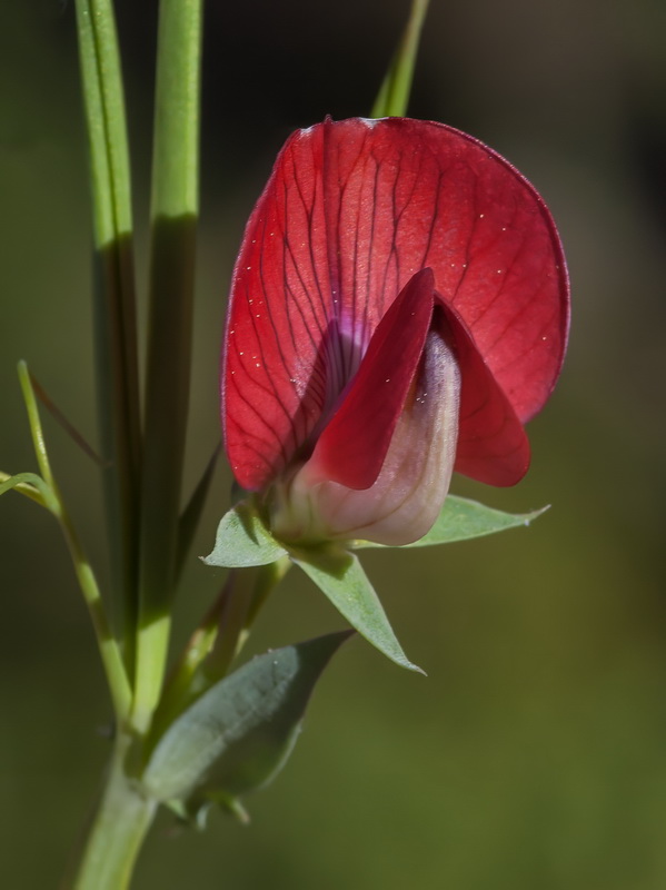 Lathyrus cicera.28