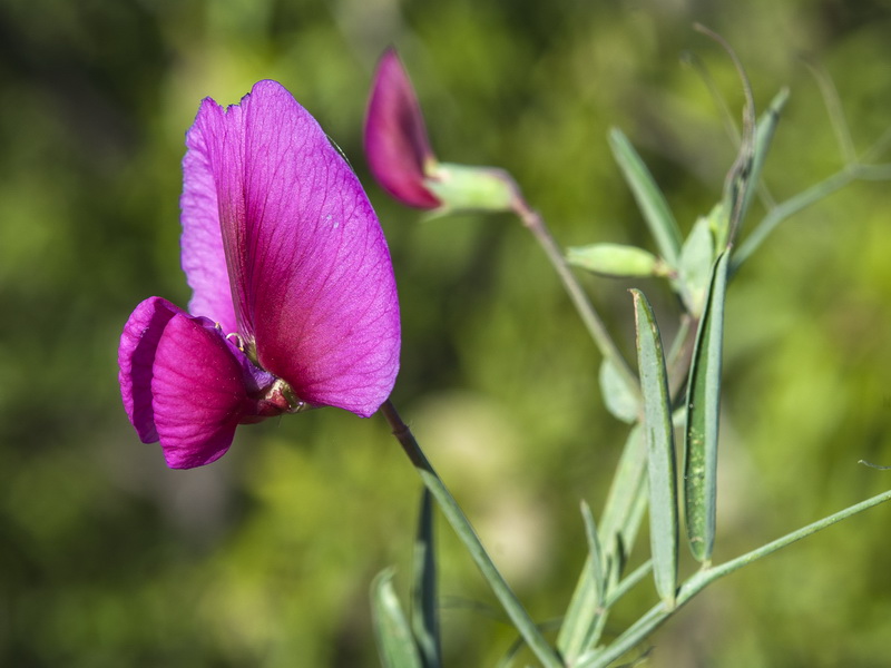 Lathyrus latifolius.10