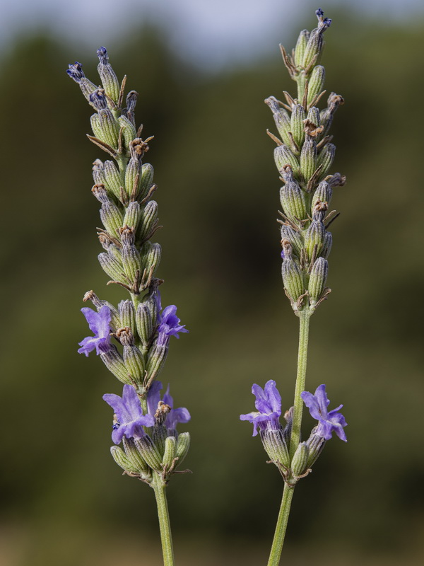 Lavandula latifolia.06