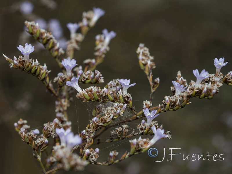 Limonium cossonianum.11