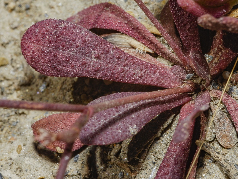 Limonium echioides.07