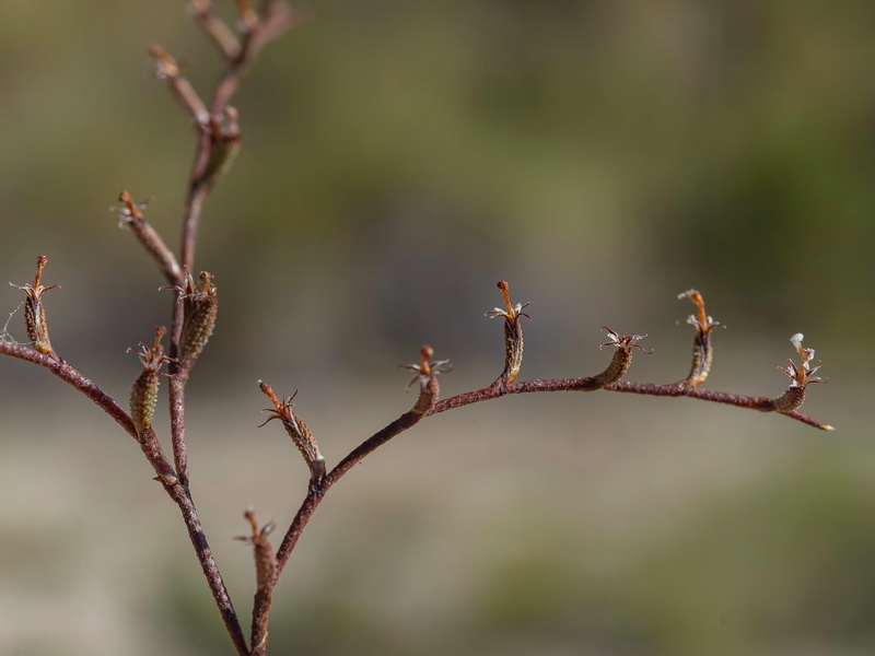 Limonium echioides.30