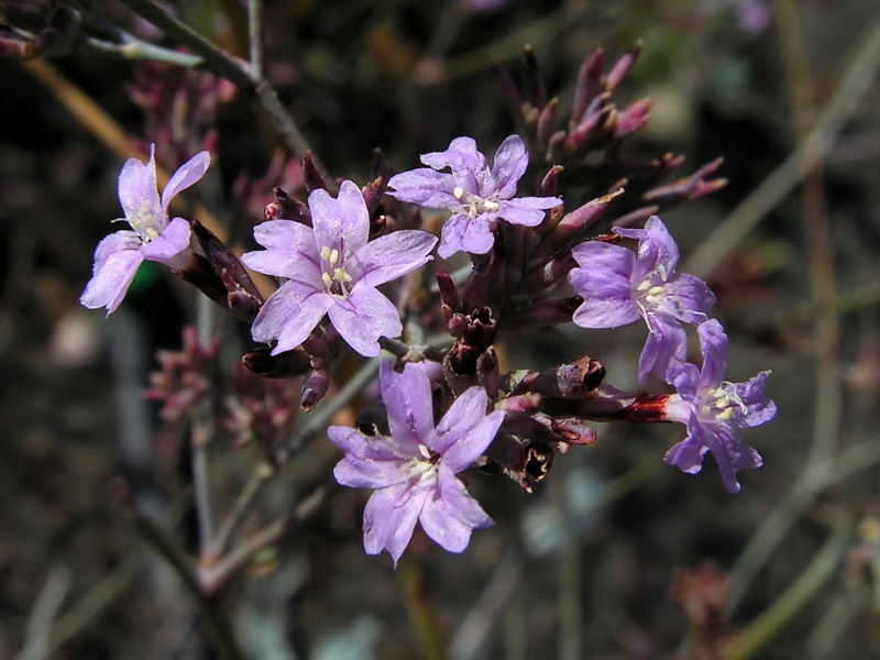 Limonium estevei.08