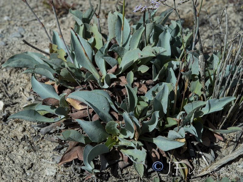 Limonium latebracteatum.04