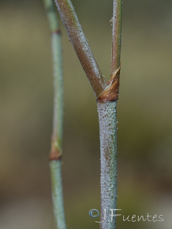 Limonium latebracteatum.06