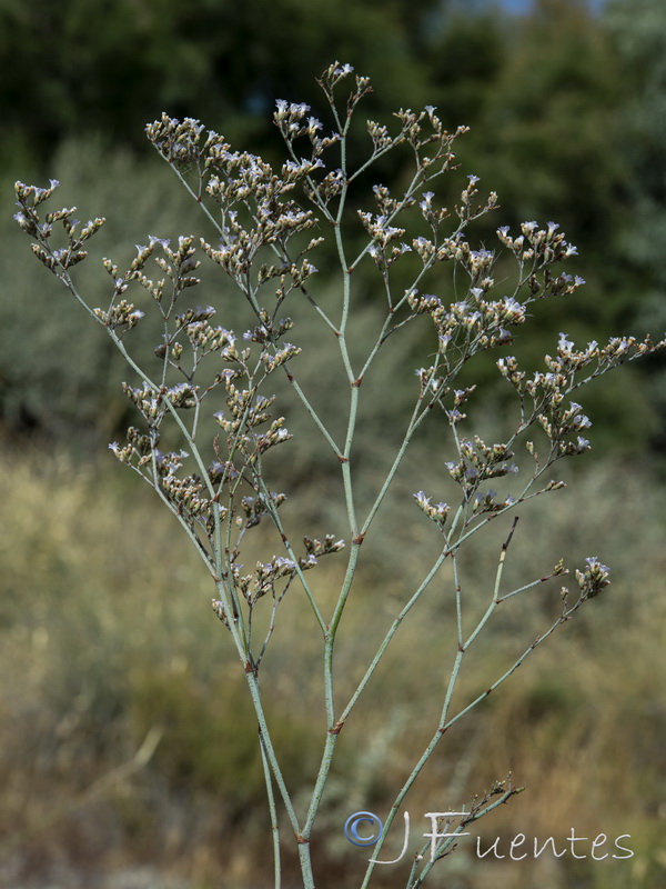 Limonium latebracteatum.07