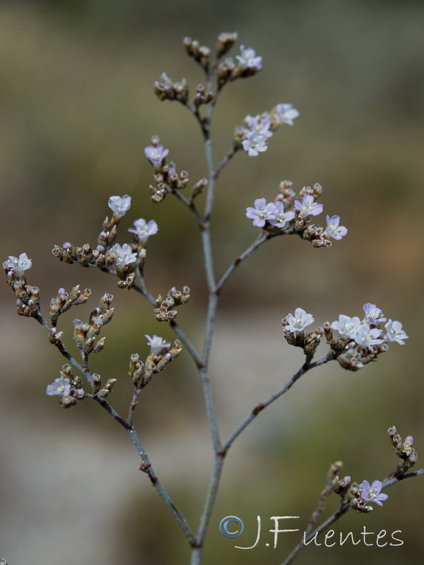 Limonium latebracteatum.08