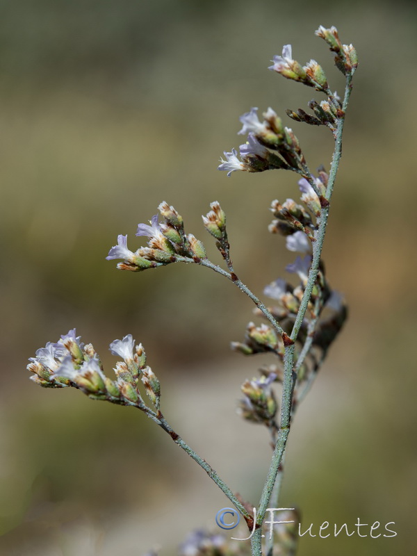 Limonium latebracteatum.09