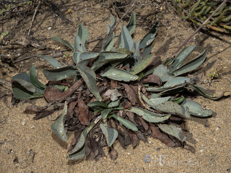 Limonium ovalifolium.17