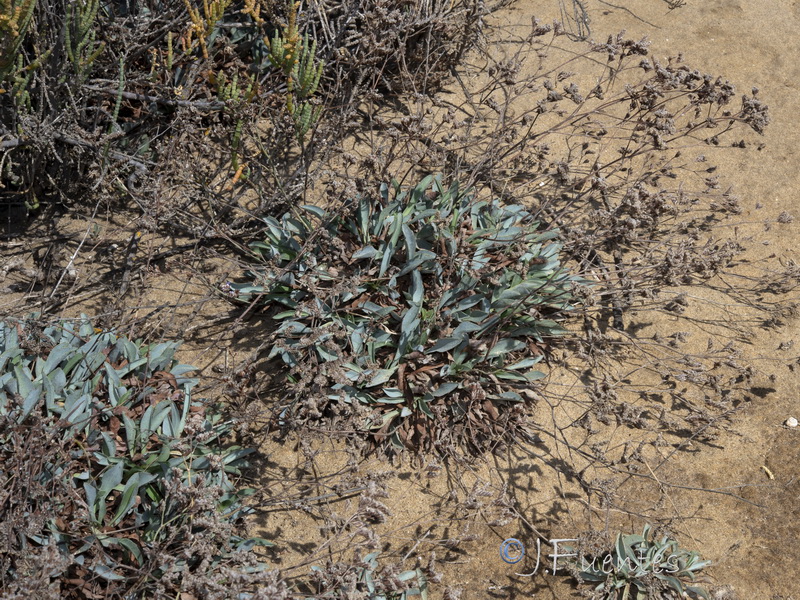 Limonium ovalifolium.20