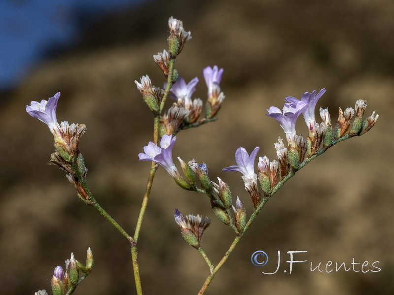 Limonium subglabrum.13