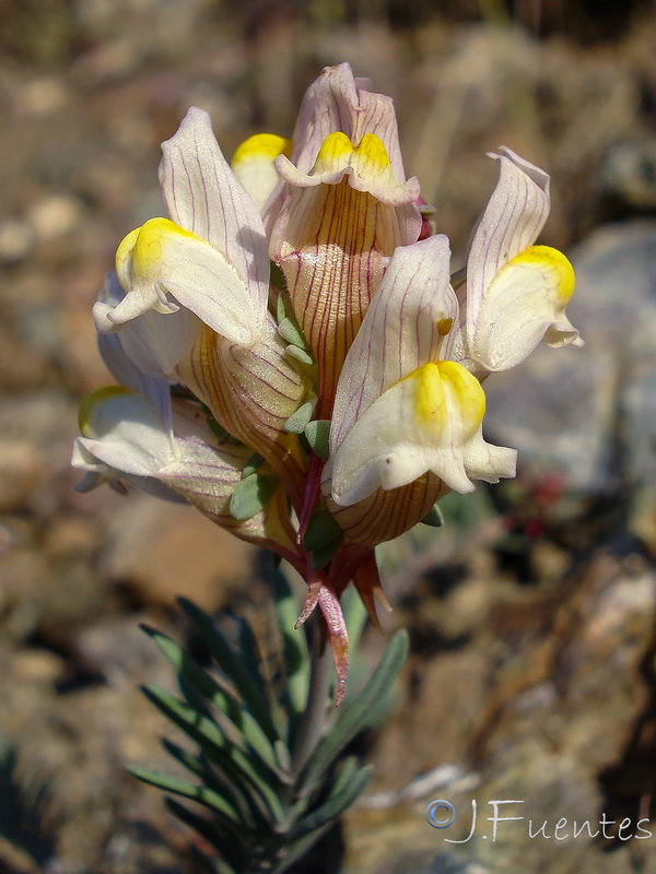Linaria accitensis.09