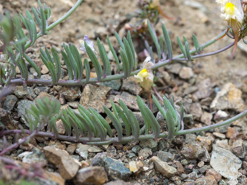 Linaria accitensis.35