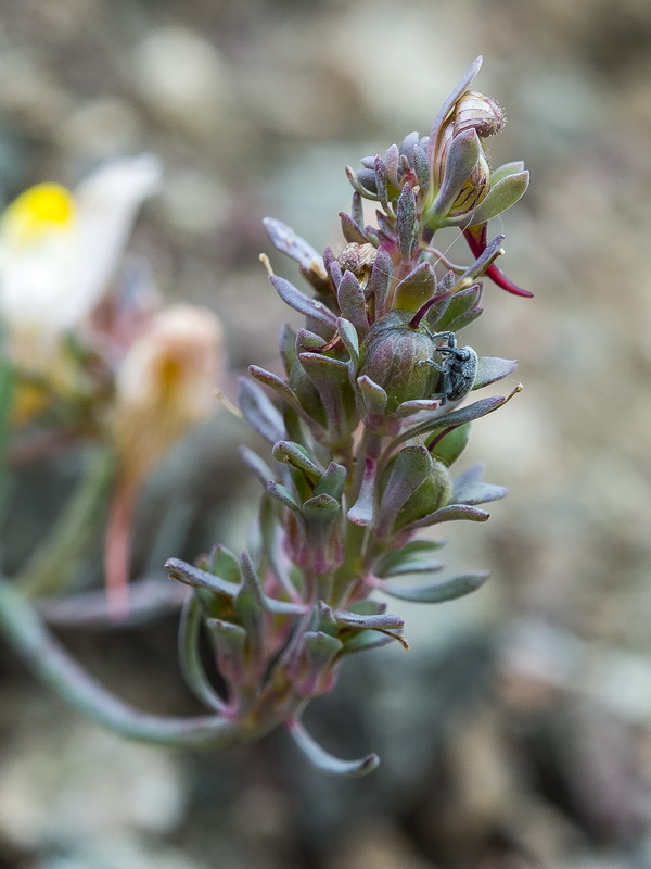 Linaria accitensis.55