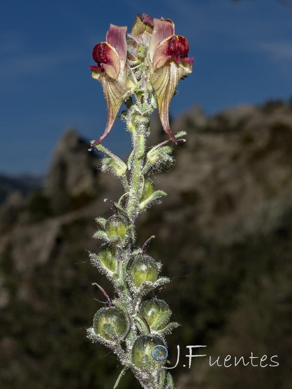 Linaria aeruginea aeruginea.61