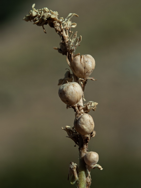 Linaria aeruginea aeruginea.66