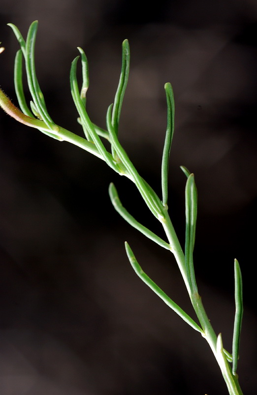 Linaria aeruginea nevadensis.04