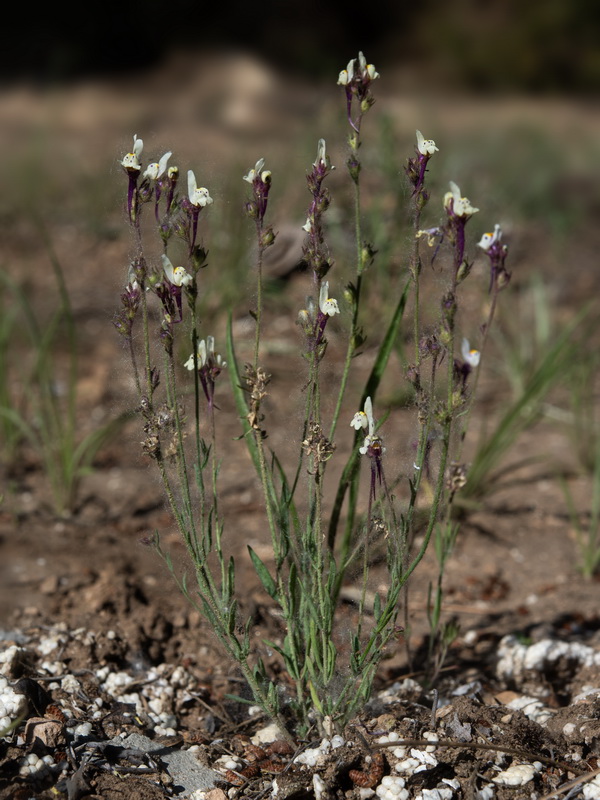 Linaria amenthystea amethystea.03