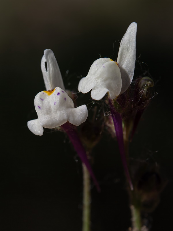 Linaria amenthystea amethystea.16