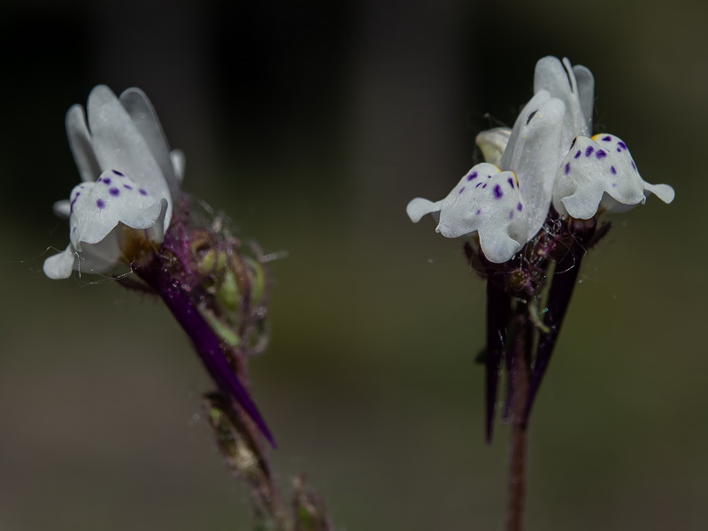 Linaria amenthystea amethystea.10