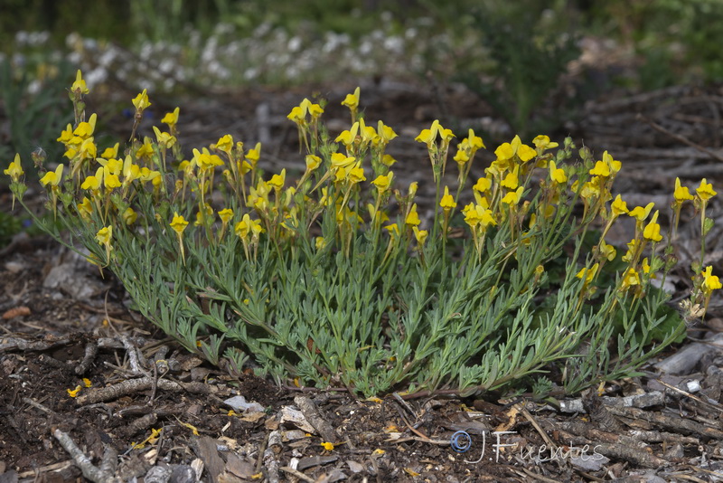 Linaria amethystea ignescens.12