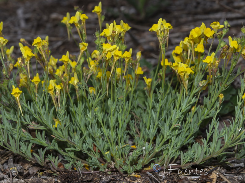 Linaria amethystea ignescens.13