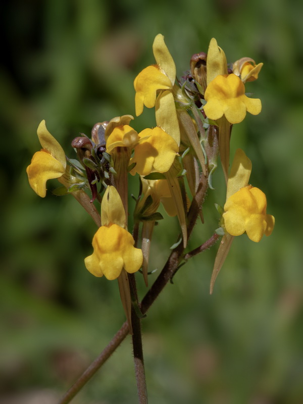 Linaria oblongifolia haneseleri.25