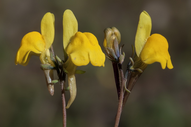 Linaria oblongifolia haneseleri.27