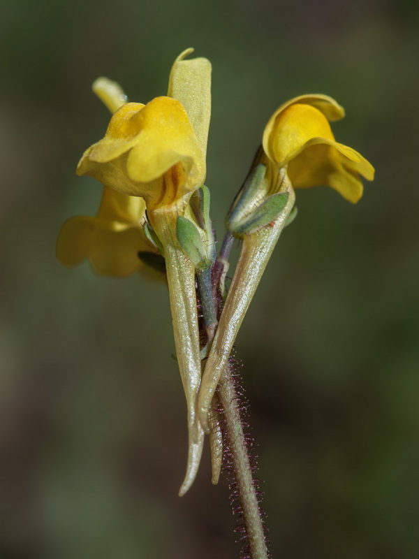 Linaria oblongifolia haneseleri.28