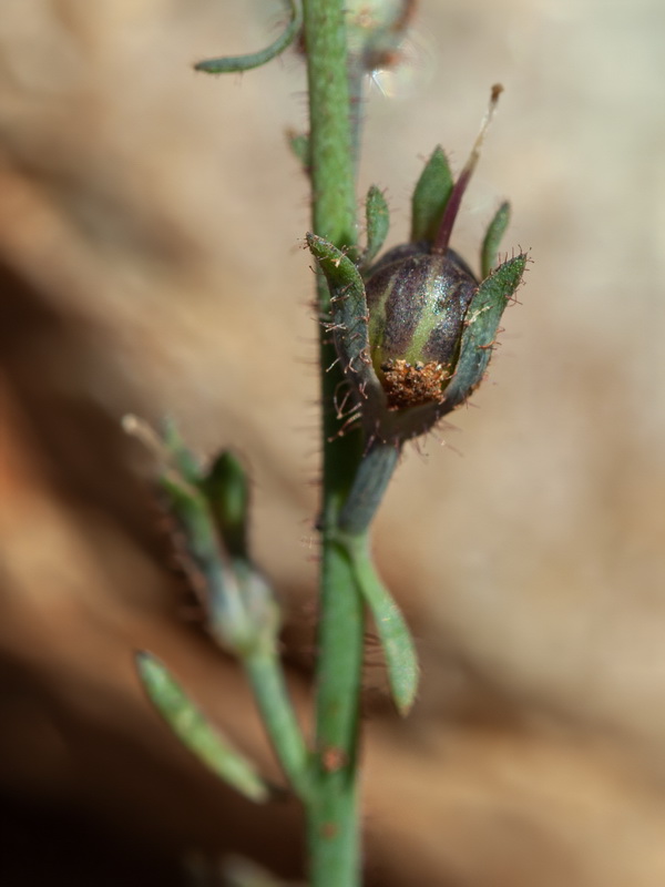 Linaria oblongifolia haneseleri.29