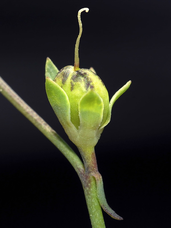 Linaria oligantha oliganthai.17