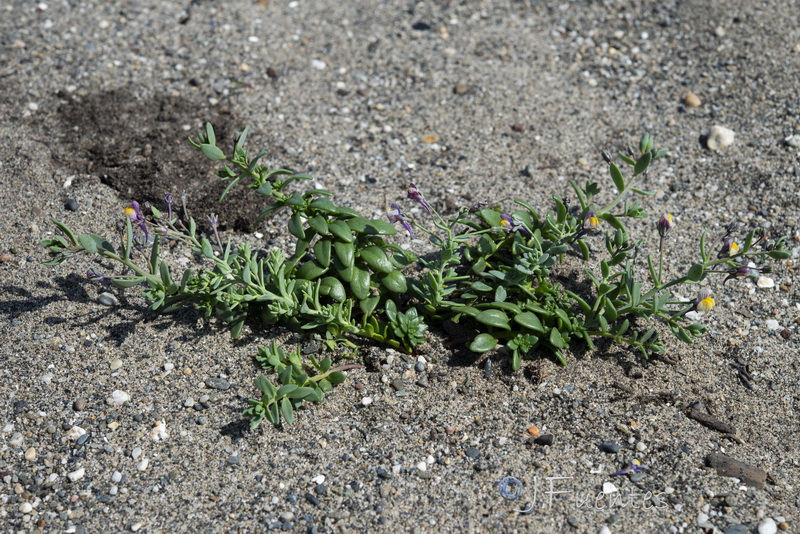 Linaria pedunculata.28